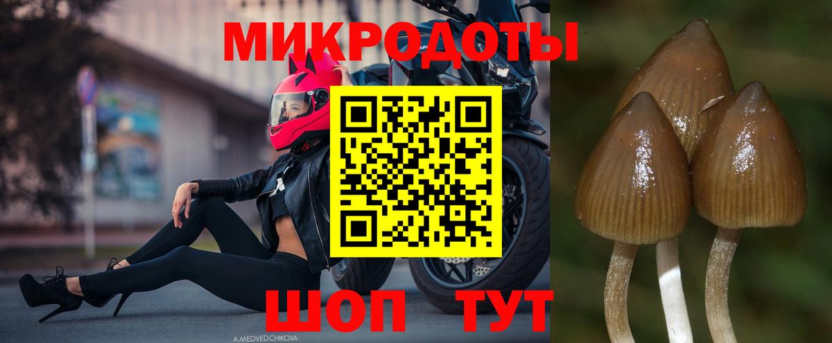 Псилоцибиновые грибы GOLDEN TEACHER Астрахань